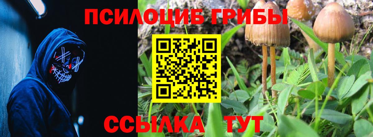 Псилоцибиновые грибы Cubensis Котлас